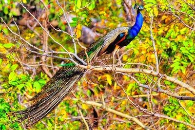 Peacock on Tree, Closer