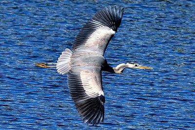 Flight Of The Gray Heron
