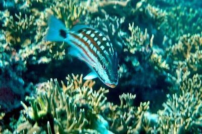 Checkered Snapper, 'Lutjanus decussatus', Coral Reef