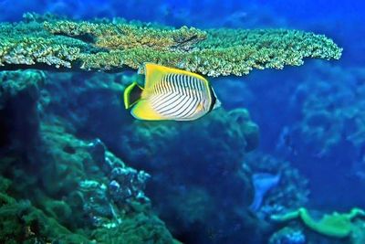 Chevroned Butterflyfish, 'Chaetodon trifascialis', Under Table Coral