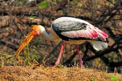 Indian Stork,  Picking Straws, For Nest