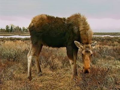 Moose In Winter