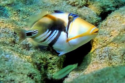 Picasso Triggerfish In Sunlight