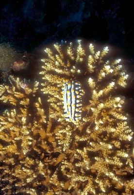 Nudi, 'Phyllidia varicosa', On Coral 