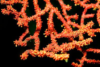 Brittle Star, 'Ophiurida', On Red Gorgonian