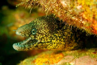 Yellowmargin Moray Eel 'Gymnothorax flavimarginatus'