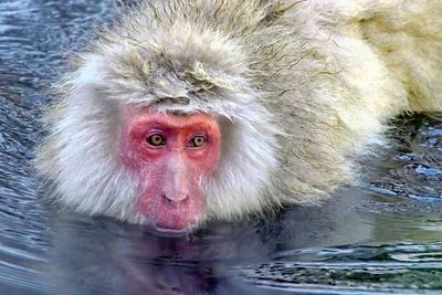 Snow Monkey In Hot Bath
