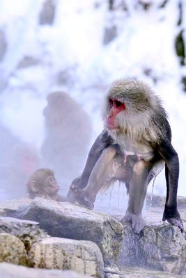 Mother Jumping Out Of Onsen, Baby Waiting