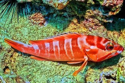 Grouper 'Epinephelus fasciatus'