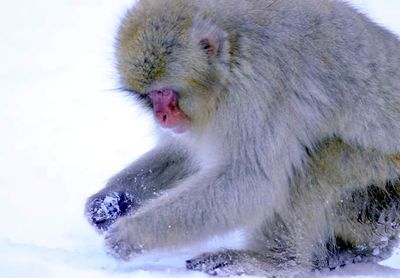 Monkey Searching The Snow