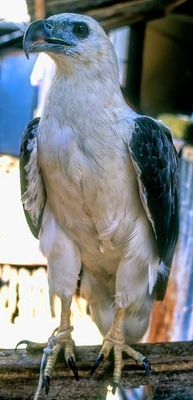 White Fishing Eagle, Captive