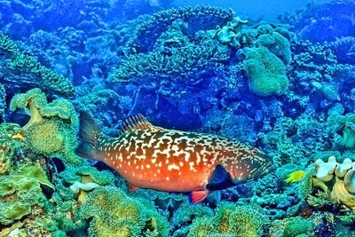 Grouper In Alive Coral Reef     