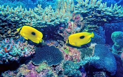 Couple Of Zanzibar Butterflyfish, 'Chaetodon zanzibarensis',On Coral Reef