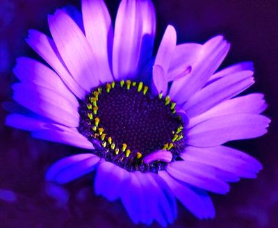UV Flower