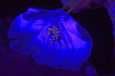 Pink Sakura, UV Light