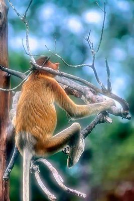 Proboscis Monkey, Young, On Tree     