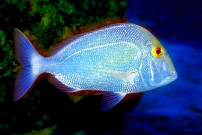 Saucereye Porgy, Calamus calamus