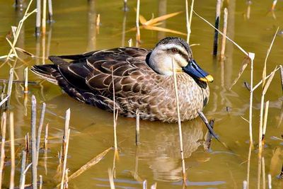 The Elusive Pond Duck