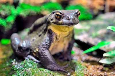 Kaeru-Japanese Frog