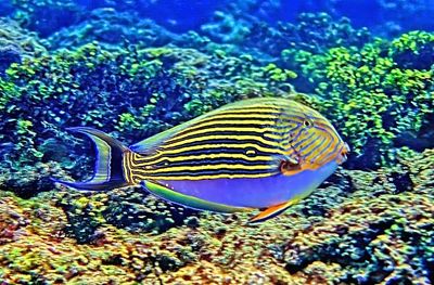 Striped Surgeonfish, 'Acanthurus lineatus', in the Grass