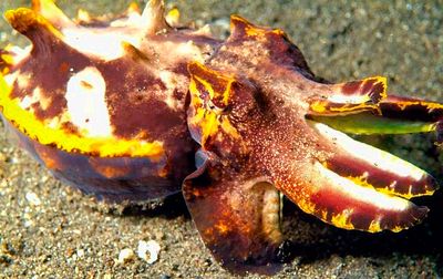 Flamboyant Cuttlefish, 'Metasepia pfefferi', Closer 2