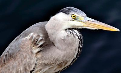 Gray Heron Eye