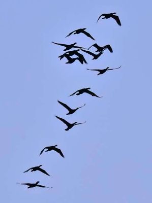 Flights Of The Cormorants