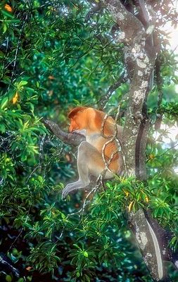 Proboscis Monkey, Male