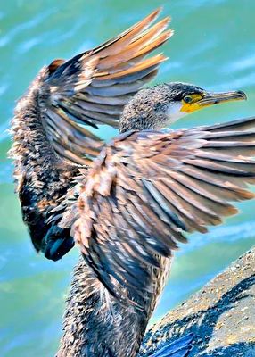 Cormorant Landing 