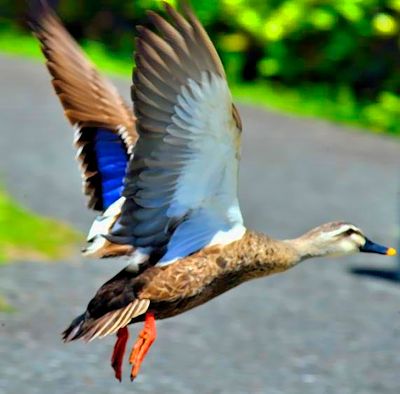 Pond Duck, Flying