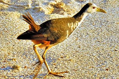 African Jacana 'Actophilornis africanus'