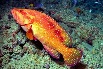 Grouper In Cave