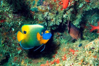 Yellow-Mask Angelfish, 'Pomacanthus xanthometopon', In Cave