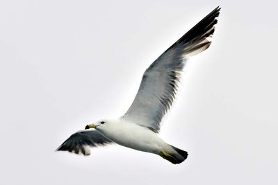 Seagull Flying In The Rain