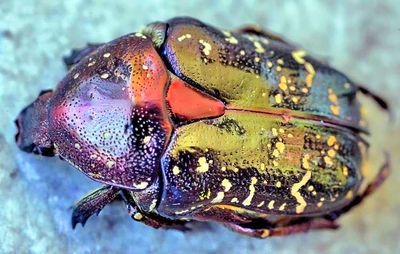 One Colourful Scarabee