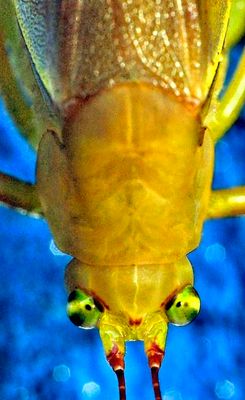 Grasshopper Eyes