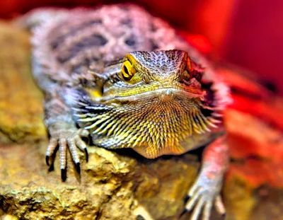 Spinny Lizard