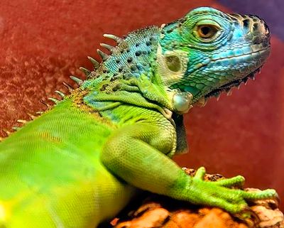 Iguana