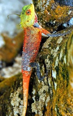 Lizard