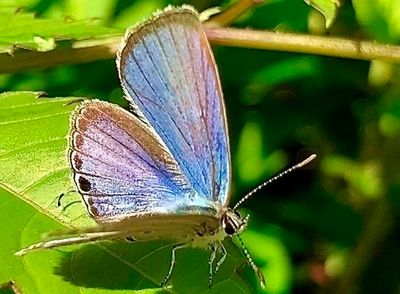 Minute Butterfly Today