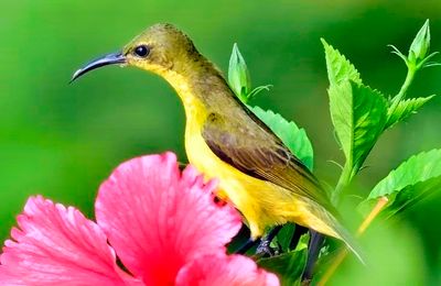 Female Garden Sunbird 'Cinnyris jugularis'