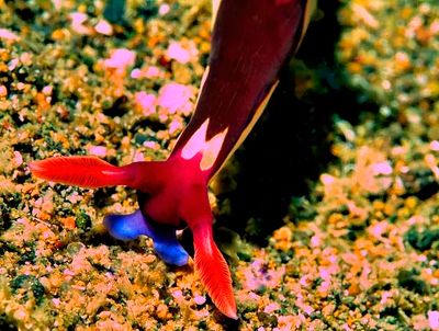 Nudibranch