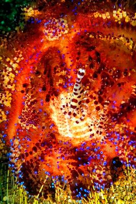 Fire Urchin, With 2 Coleman Shrimp