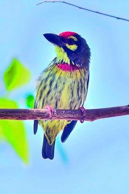 Coppersmith Barbet 'Psilopogon haemacephalus'