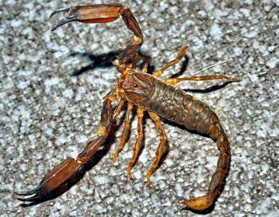 Baby Scorpion on the Toilet