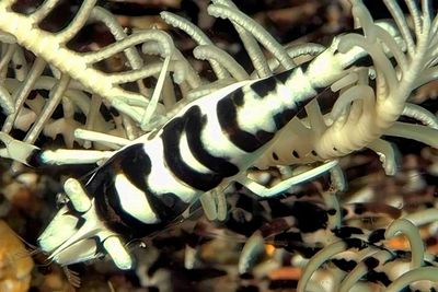Comensal Shrimp, 'Laomenes sp. 3'