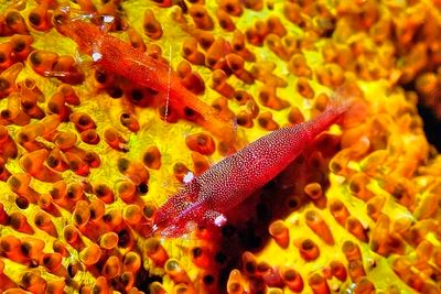 Sea Star Shrimps 'Periclimenes soror'. Couple, On Orange Starfish