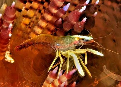 Brook's Urchin Shrimp, Commensal Shrimp, 'Allopontonia brockii'