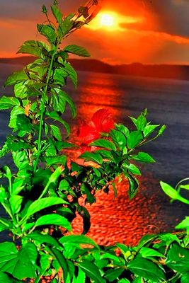 Hibiscus Sunset