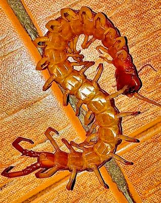Centipede After Thunderstorm